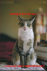 cat.bmp