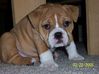 Daisy0.jpg